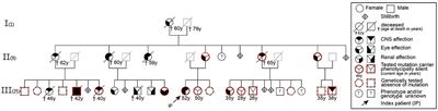 Case report: JAK inhibition as promising treatment option of fatal RVCLS due to TREX1 mutation (pVAL235Glyfs*6)